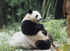 Par panda stigao u Hong Kong, zvaničnici ih dočekali na crvenom tepihu