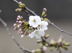 Japan obeležio početak cvetanja japanske trešnje, sakure